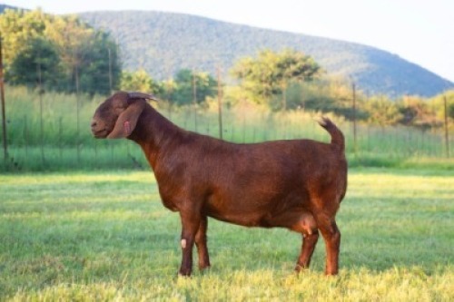 1X KALAHARI RED STUD 17-033 PREGNANT DOE Redstag Ranch