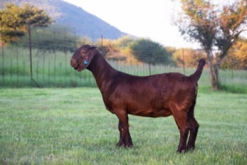 1X KALAHARI RED FLOCK TEAT 48-737 DOE Redstag Ranch