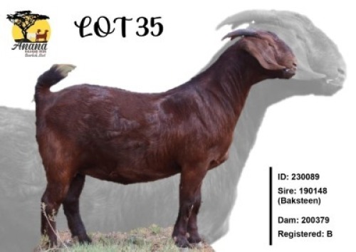 1X KALAHARI RED STUD 10-448 DOE Anana Kalahari Reds(KR201)