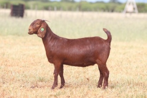 1X KALAHARI RED FLOCK 39-185 DOE Anton & Rickus Bothma Kalahari Red Stoet