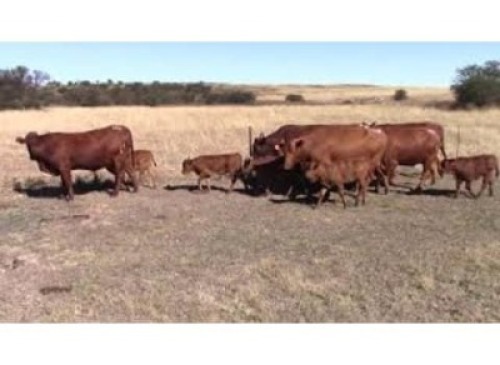 LOT 143 6 X HEIFERS HEAVILY PREGNANT OR ALREADY CALVED / VERSE SWAAR DRAGTIG OF REEDS GEKALF (Per stuk om lot te neem)
