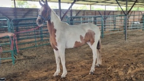 1X HORSE FEMALE Oakwood Stable