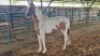 1X HORSE FEMALE Oakwood Stable