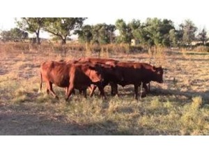 LOT 157 6 X HEIFERS HEAVILY PREGNANT OR ALREADY CALVED / VERSE SWAAR DRAGTIG OF REEDS GEKALF (Per stuk om lot te neem)