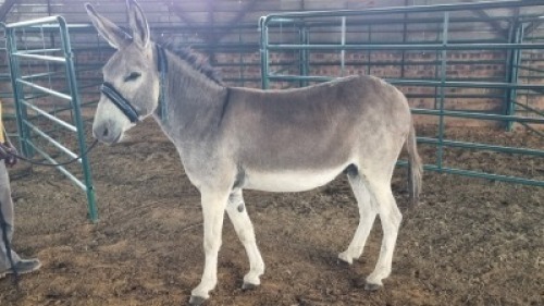 1X DONKEY MALE Oakwood Stable