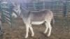1X DONKEY MALE Oakwood Stable