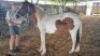 1X HORSE FEMALE Oakwood Stable