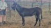 1X DONKEY FEMALE Oakwood Stable