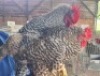 4X CHICKENS ROOSTER & HEN Hannes van Staden (Per animal to take the lot) - 2