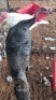 1X TURKEY MALE Oakwood Stable