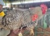 4X CHICKENS ROOSTER & HEN Hannes van Staden (Per animal to take the lot) - 2