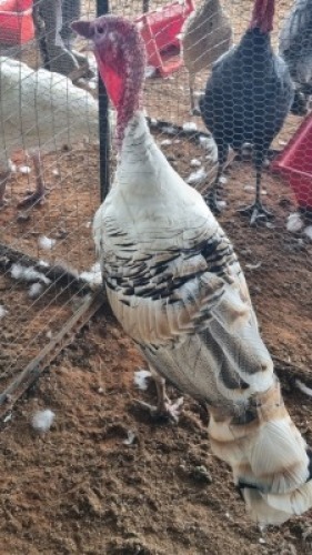 1X TURKEY MALE Oakwood Stable