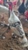 1X TURKEY MALE Oakwood Stable