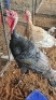 1X TURKEY MALE Oakwood Stable