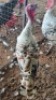 1X TURKEY MALE Oakwood Stable
