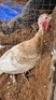 1X TURKEY FEMALE Oakwood Stable