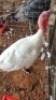 1X TURKEY MALE Oakwood Stable