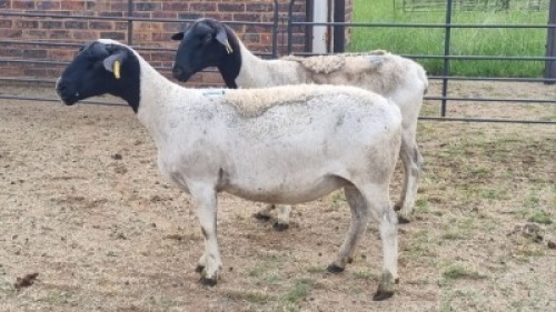 2X DORPER EWE The Farmers Hub (Per animal to take the lot)