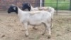 2X DORPER EWE The Farmers Hub (Per animal to take the lot)