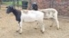 2X DORPER EWE The Farmers Hub (Per animal to take the lot)