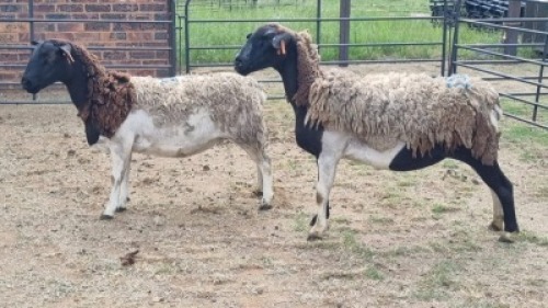 2X DORPER EWE The Farmers Hub (Per animal to take the lot)