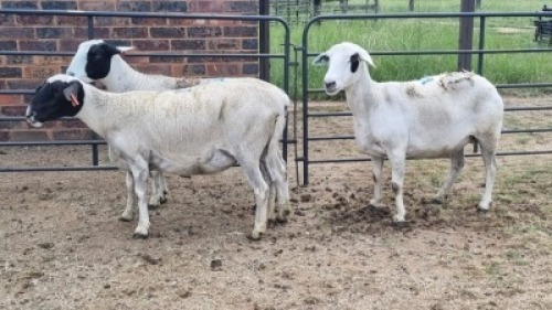 3X DORPER EWE The Farmers Hub (Per animal to take the lot)