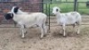 3X DORPER EWE The Farmers Hub (Per animal to take the lot)