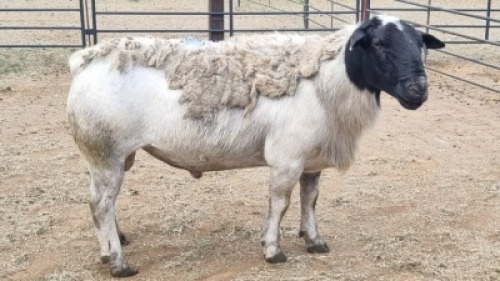 1X DORPER RAM The Farmers Hub
