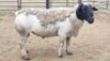 1X DORPER RAM The Farmers Hub
