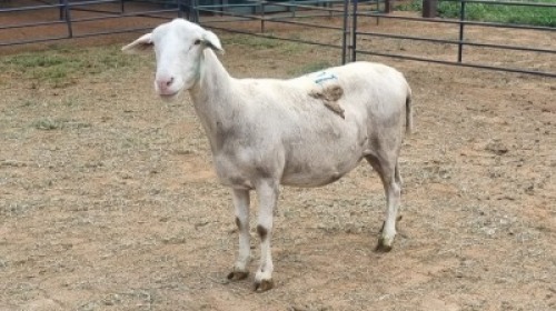 1X VAN ROOY CROSS EWE The Farmers Hub