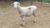 1X VAN ROOY CROSS EWE The Farmers Hub