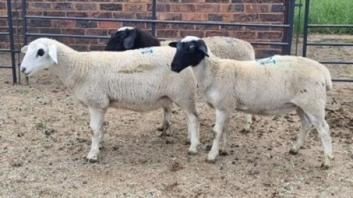 3X DORPER EWE The Farmers Hub (Per animal to take the lot)