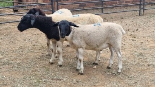 3X DORPER RAM The Farmers Hub (Per animal to take the lot)