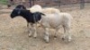 3X DORPER RAM The Farmers Hub (Per animal to take the lot)