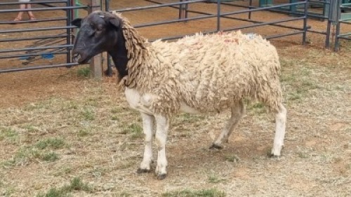 1X DORPER EWE Schalk Burger Bdy