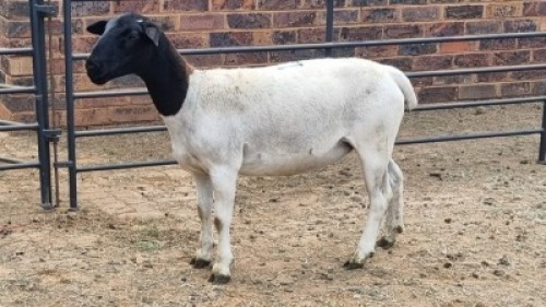 1X DORPER EWE The Farmers Hub