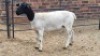 1X DORPER EWE The Farmers Hub