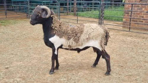 1X MEATMASTER RAM Corne Legemaat