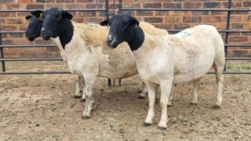 3X DORPER EWE Schalk Burger Bdy (Per animal to take the lot)