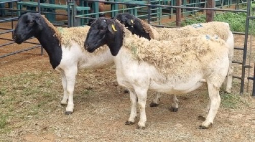 3X DORPER EWE Schalk Burger Bdy (Per animal to take the lot)