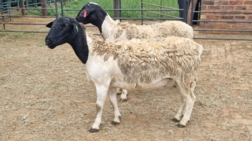 2X DORPER EWE Schalk Burger Bdy (Per animal to take the lot)