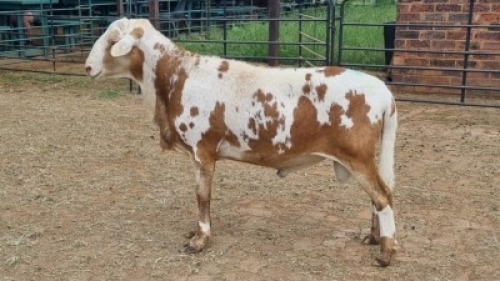 1X MEATMASTER RAM Keith Goosen