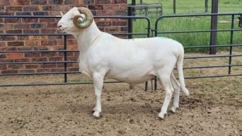 1X MEATMASTER RAM Keith Goosen