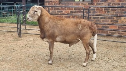 1X MEATMASTER RAM Keith Goosen