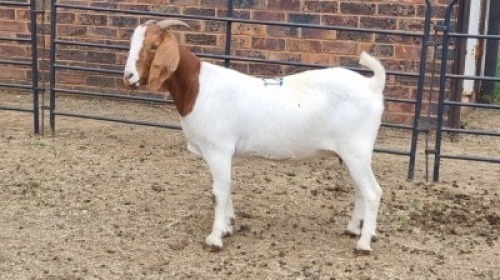 1X BOER GOAT DOE Keith Goosen