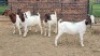 5X BOER GOAT DOE Keith Goosen (Per animal to take the lot)