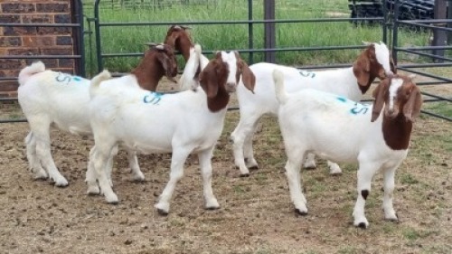 5X BOER GOAT DOE Keith Goosen (Per animal to take the lot)