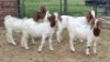 5X BOER GOAT DOE Keith Goosen (Per animal to take the lot)