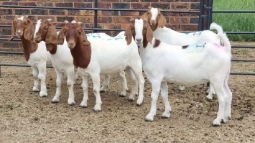 5X BOER GOAT DOE Keith Goosen (Per animal to take the lot)
