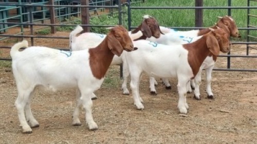 5X BOER GOAT DOE Keith Goosen (Per animal to take the lot)